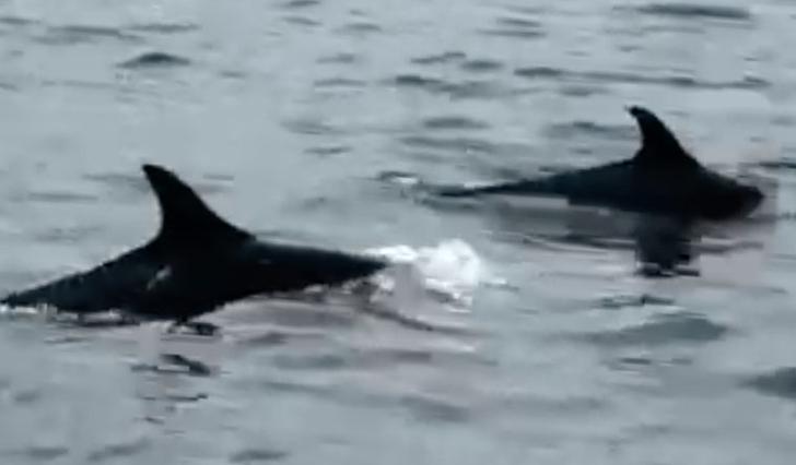 Var omringa av delfinflokk