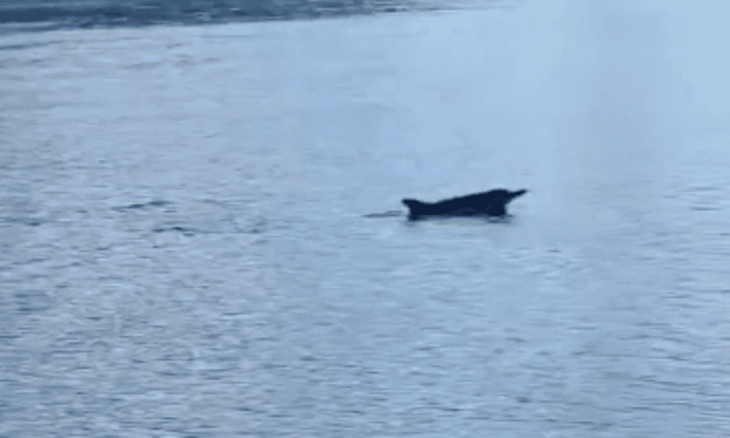 Møtte delfin på veg heim til Os