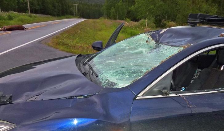 Her er det ein elg som er påkøyrd, men også ein stor hjort kan gjera skade på bil og menneske om den blir påkøyrd. (Foto: Gjensidige)