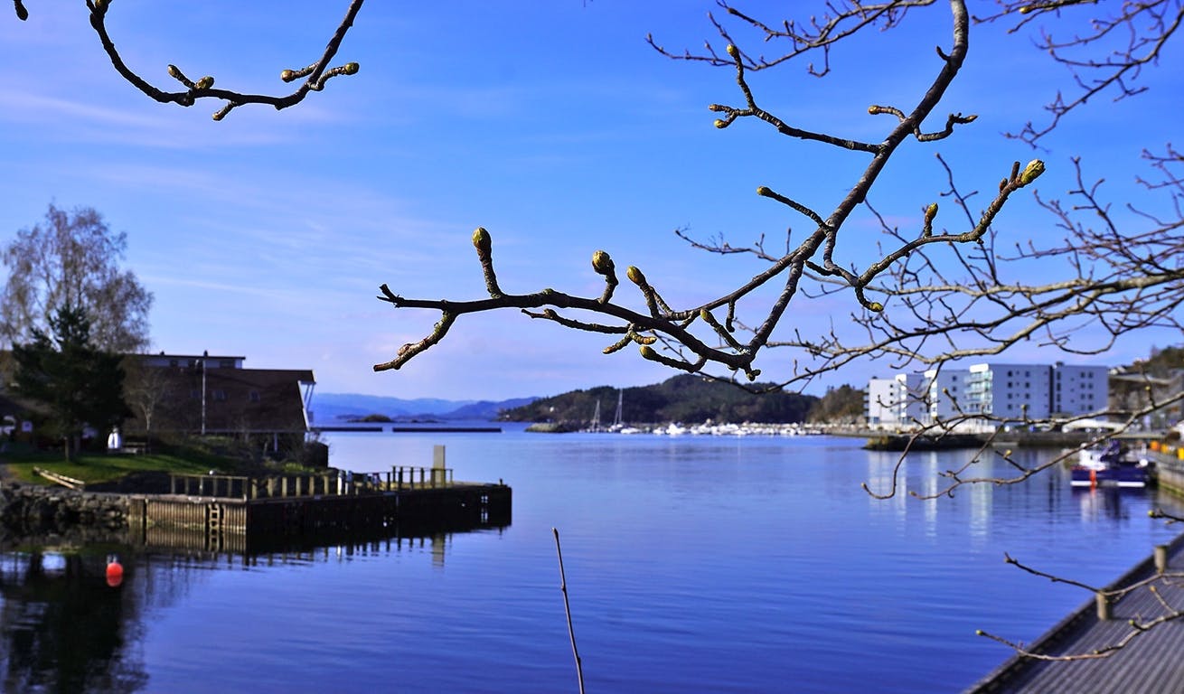 Os hamn i dag: Vårslepp og varmare vêr kan få fleire knoppar til å springa ut dei neste dagane. (Foto: Kjetil Vasby Bruarøy)